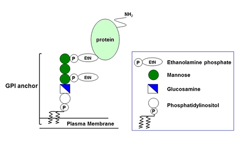 Structure of GPI anchored proteins