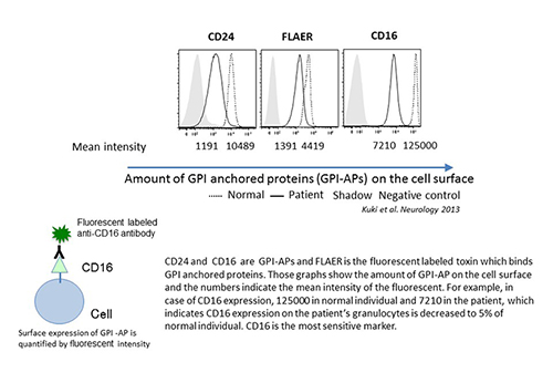 FACS analysis of granulocytes